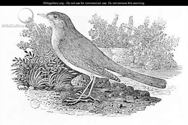 The Nightingale (Luscinia megarhynchos) from the 