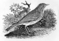 The Throstle Thrush from 'History of British Birds and Quadrupeds' 2 - Thomas Falcon Bewick