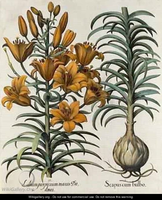 Lilium purpureum mauis Do danei and Scapus cum bulbo - (after) Besler, Basilius