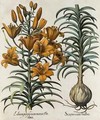 Lilium purpureum mauis Do danei and Scapus cum bulbo - (after) Besler, Basilius