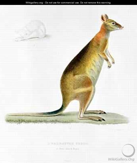 Kangaroo - (after) Bessa, Pancrace