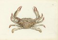 Naturgeschichte Der Krabben - Johann Friedrich Wilhelm Herbst