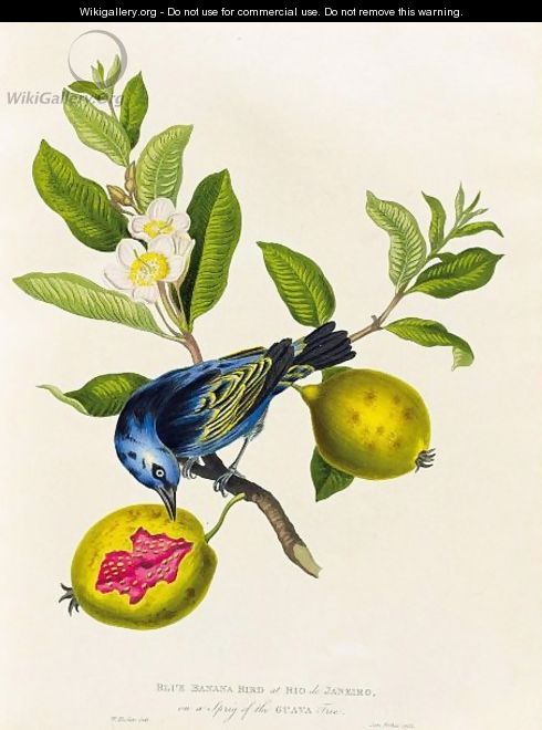 Blue bird - James Forbes