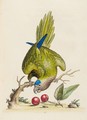 A Natural History Of Uncommon Bird - George Edwards
