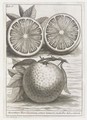 Oranges - Michele Angelo Tilli