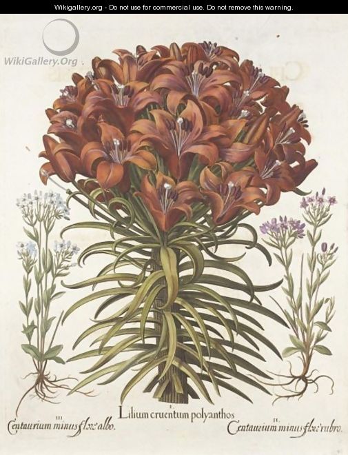 Lilium Cruentum Polyanthos, Centaurium Minus Floro Rubro, Centaurium Minus Floro Albo - Basilius Besler