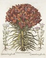 Lilium Cruentum Polyanthos, Centaurium Minus Floro Rubro, Centaurium Minus Floro Albo - Basilius Besler