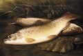 Still Life Of Trout - Henry Leonidas Rolfe