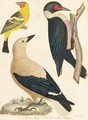 The Natural History Of The Birds Of The United States - Alexander Wilson