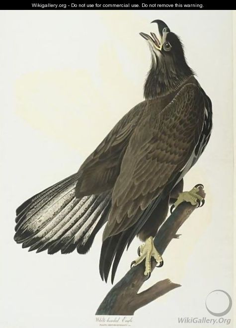 White-Headed Eagle (Plate Cxxvi) - John James Audubon