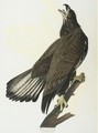 White-Headed Eagle (Plate Cxxvi) - John James Audubon