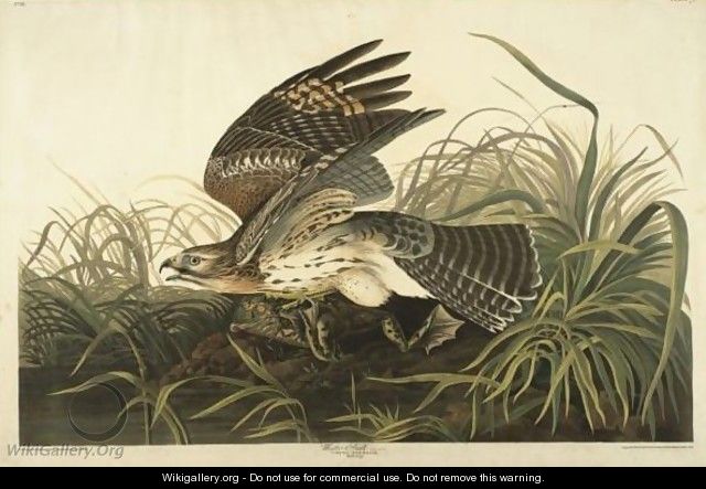 Winter Hawk (Plate 71) - John James Audubon