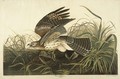 Winter Hawk (Plate 71) - John James Audubon