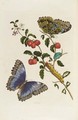 Great Flower Books - Maria Sibylla Merian