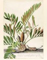 Palma Americana foliis polygonati brevioribus, leviter serratatis and non nihil spinosis, trunco crasso - Georg Dionysius Ehret