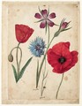 A Sheet Of Studies Of Flowers Two Corn Poppies, A Corn Cockle And A Cornflower - Jacques (de Morgues) Le Moyne