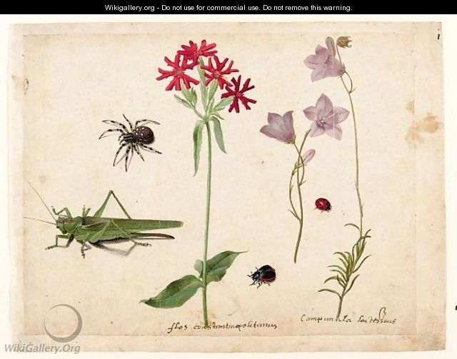 A Sheet Of Studies With A Grasshopper, A Spider, A Ladybird And A May-Bug, And Two Campanulas And A Maltese Cross - Jacques (de Morgues) Le Moyne