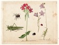 A Sheet Of Studies With A Grasshopper, A Spider, A Ladybird And A May-Bug, And Two Campanulas And A Maltese Cross - Jacques (de Morgues) Le Moyne