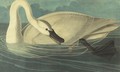 Trumpeter Swan (Plate Ccccvi) - John James Audubon