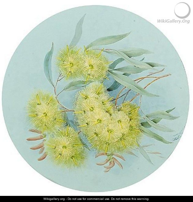 Australian Flower 4 - Marian Ellis Rowan