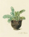 A Succulent In A Pot - Arnoldus Syens