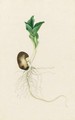 Study Of A Sprouting Bean - Jacob L' The Younger Admiral