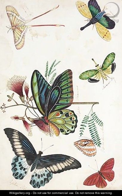 8 Sheets Depicting Various Species Of Butterfly - English School