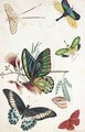 8 Sheets Depicting Various Species Of Butterfly - English School