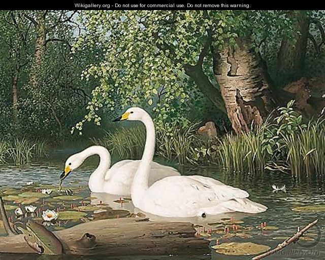 Whooper Swans On A Lake - Ferdinand Von Wright