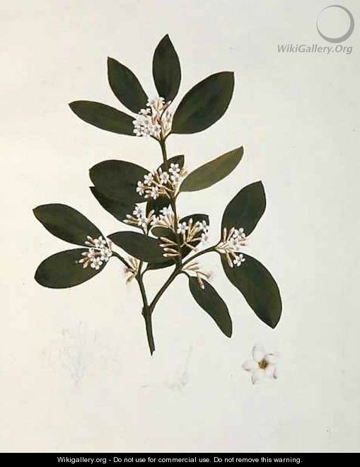 Botanical drawing, illustration from Forty-one Botanical drawings with Notes - Luigi Balugani