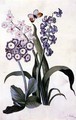 Semi-Double White and Blue Hyacinths with Hybrid Auricula and an Orange-Tip Butterfly - J. Battie