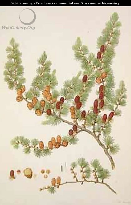 Pinus microcarpa, c.1790, from a bound volume of watercolours composed for Alymer Bourke Lambert