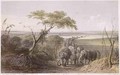 Herd of Elephants on the border of Chad - (after) Bernatz, Johann Martin