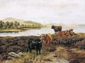Highland Cattle Resting - Wright Barker