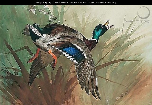 A Winged Mallard - Archibald Thorburn