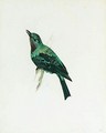 A Purple-throated Chatterer - Edward Lear