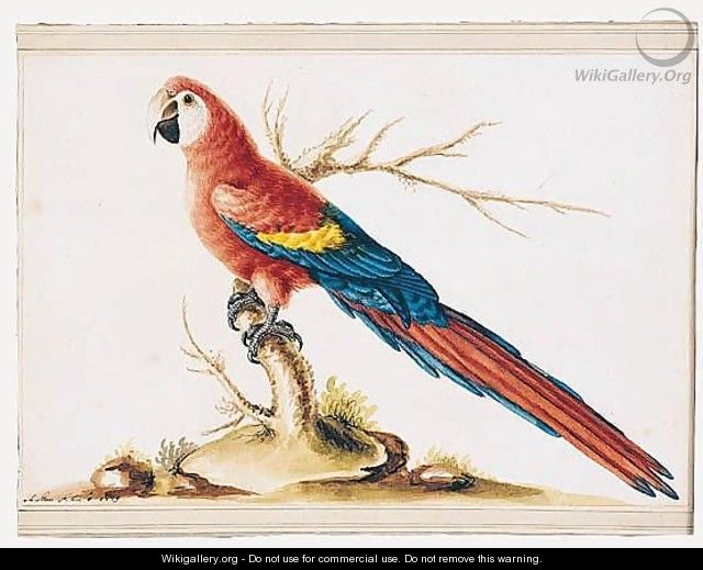 A Red And Yellow Macaw - Sarah Stone