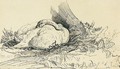 Study Of A Swan Nesting - James Ward