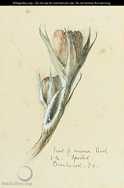 A Seed Of The Common Rusk - John Ruskin