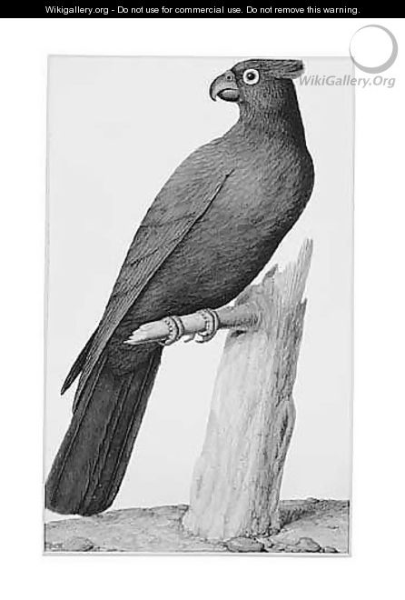 A Black Parrot - Nicolas Robert