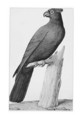 A Black Parrot - Nicolas Robert