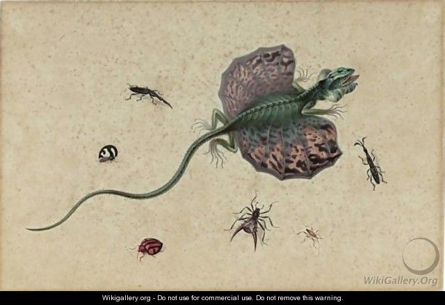 A Flying Dragon And Various Insects - (after) Johannes Van Bronckhorst