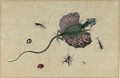 A Flying Dragon And Various Insects - (after) Johannes Van Bronckhorst