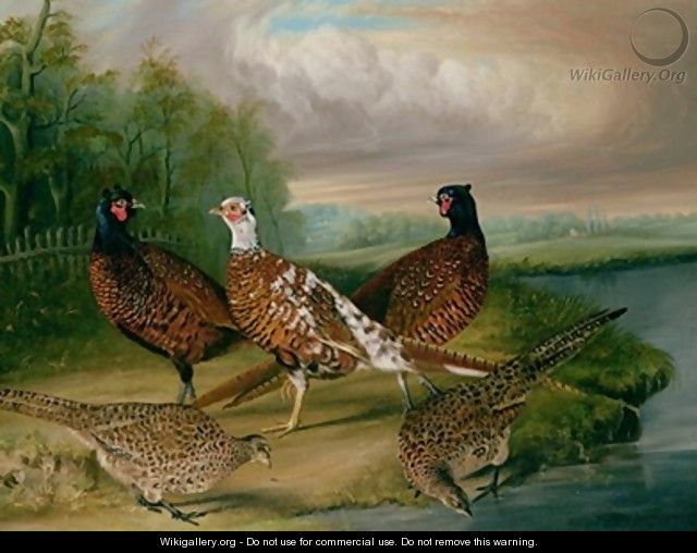 Pheasants by the River Wensum, Norfolk - James Blazeby