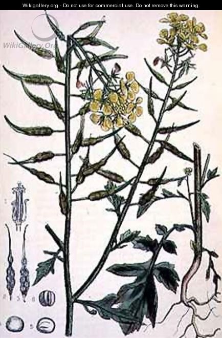 Brassica alba (White Mustard) - D. Blair