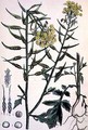 Brassica alba (White Mustard) - D. Blair
