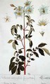 Potato Flowers, plate from 'Herbarium Blackwellianum' - Elizabeth Blackwell