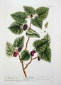 The Mulberry Tree, plate 126 from 'A Curious Herbal' - Elizabeth Blackwell