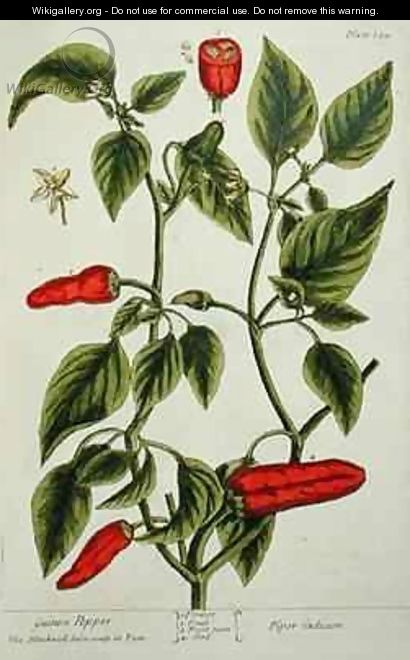 Guinea Pepper, plate 129 from 