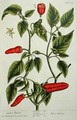 Guinea Pepper, plate 129 from 'A Curious Herbal' - Elizabeth Blackwell